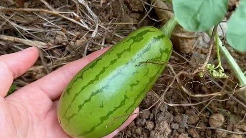 一些吃瓜的原视频在哪看,原视频观看指南