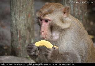 吃瓜变猴子搞笑视频下载,笑料横生！搞笑视频下载，欢乐无限