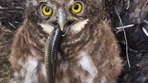 猫头鹰吃瓜视频大全集,笑料横生视频大全集