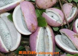 吃八月瓜你们吐籽吗视频,揭秘食用奥秘