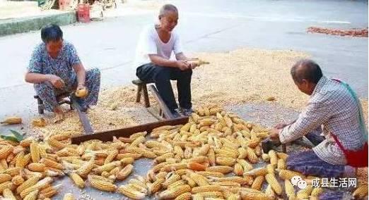 成县吃瓜事件视频,一场网络舆论的风暴与反思