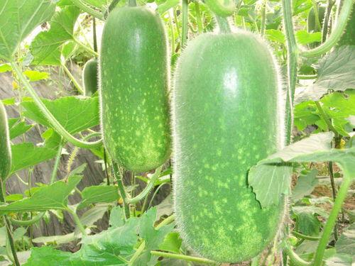 老实吃瓜视频大全,视频大全带你领略网络娱乐盛宴