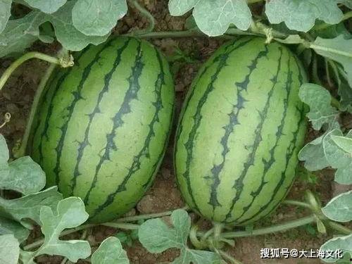 什么瓜可以爬房顶吃呢视频,揭秘爬房顶吃瓜的神奇体验