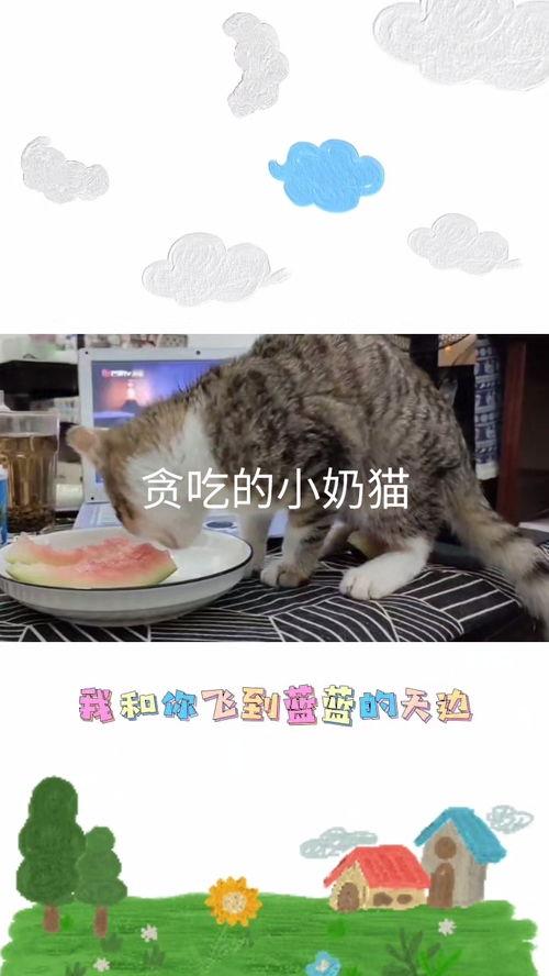 小奶猫视频吃瓜,萌态十足引网友爆笑