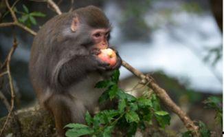 吃蜜瓜的猴子视频大全,猴子吃蜜瓜视频大全趣味盘点