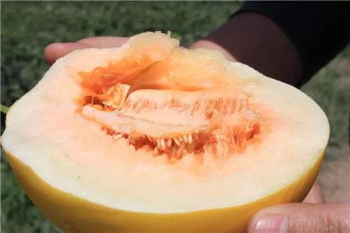 米蜜瓜怎么吃最好吃视频,视频教你轻松享美味