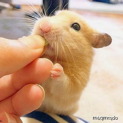 带你吃瓜仓鼠视频下载,揭秘萌宠视频背后的下载攻略