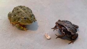 癞蛤蟆吃瓜视频,一场趣味横生的夏日盛宴