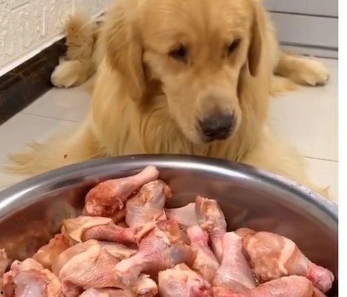 狗狗可以吃蒲瓜嘛视频大全,蒲瓜的食用指南与美味视频大全