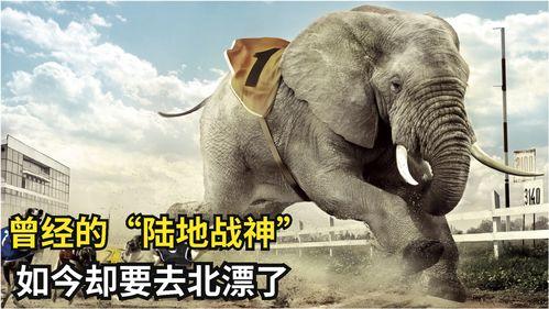 牛熊吃瓜视频大全集下载